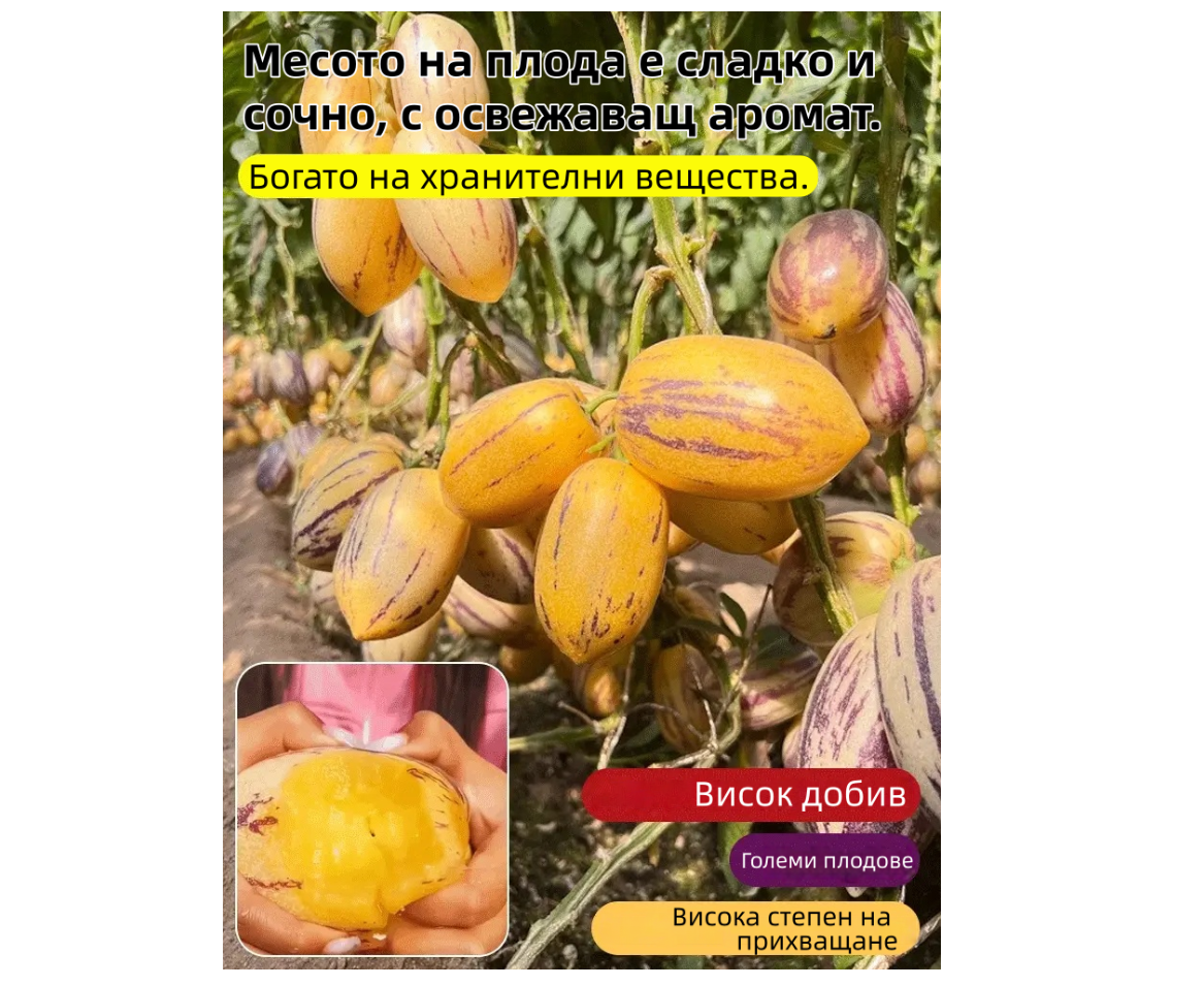 🌿Семена от плод Гинсенг – лесни за отглеждане🌱