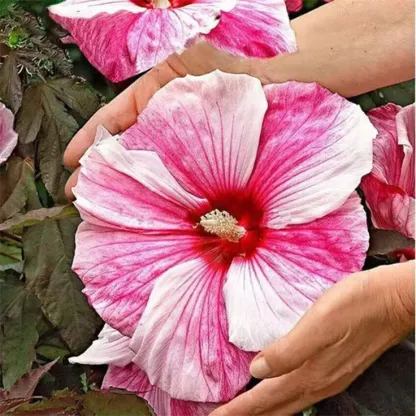🌸Giant Hibiscus Seeds - Give your garden a new lease of life
