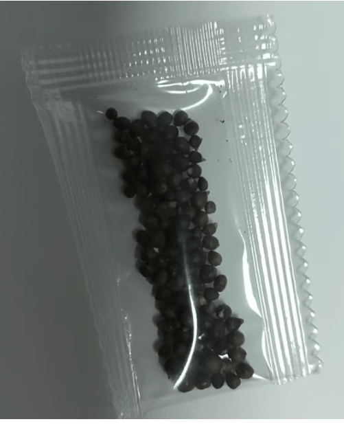 🌟Hosta/Coleus Seeds