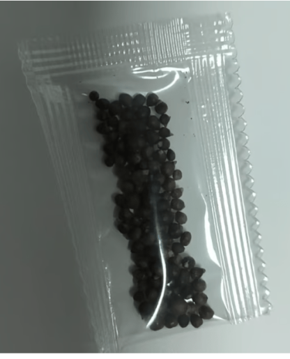 🌟Hosta/Coleus Seeds