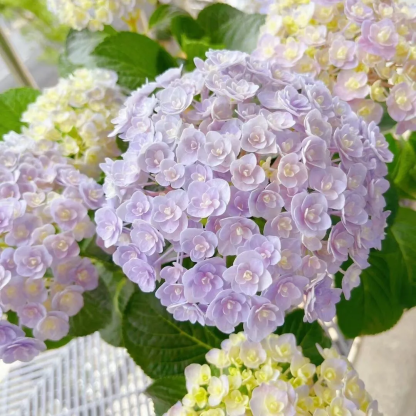 🌷Семена на многогодишна градинска хортензия