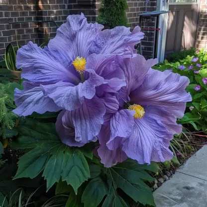 🌸Giant Hibiscus Seeds - Give your garden a new lease of life