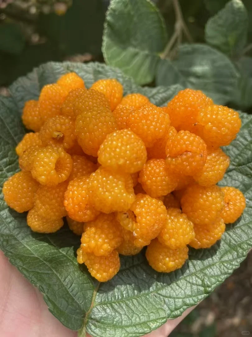 🍓🌱 Cultivez vos propres framboises — fraîches, sucrées et prêtes à être cueillies
