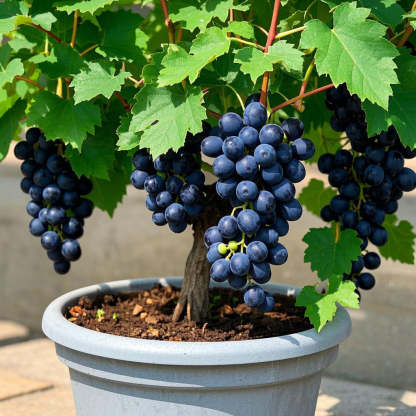 🍇Семена за цветни саксийни лози - черни, розови, дъгови, зелени
