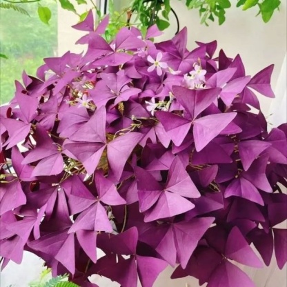 💜 Fialový oxalis / Šťastný ďatelinový kvet | Ľahko pestovateľná izbová aj vonkajšia rastlina