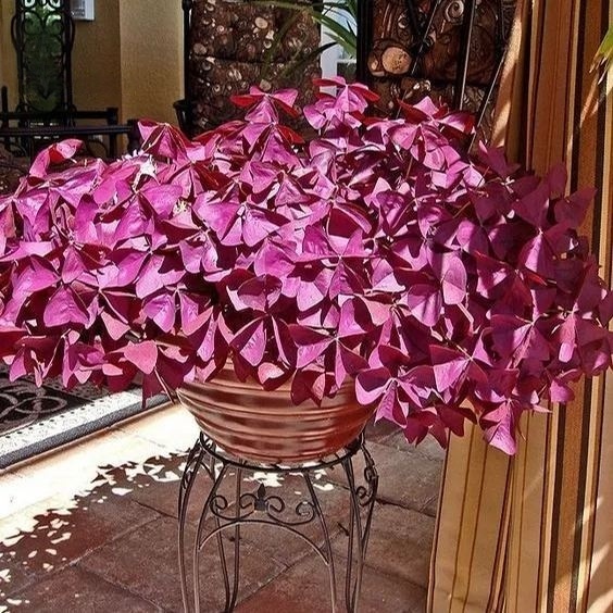 💜 Fialový oxalis / Šťastný ďatelinový kvet | Ľahko pestovateľná izbová aj vonkajšia rastlina