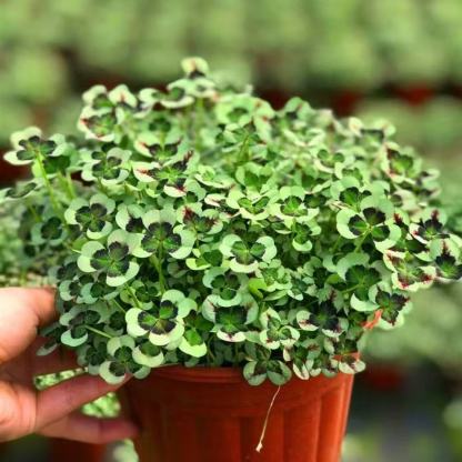 💜 Fialový oxalis / Šťastný ďatelinový kvet | Ľahko pestovateľná izbová aj vonkajšia rastlina