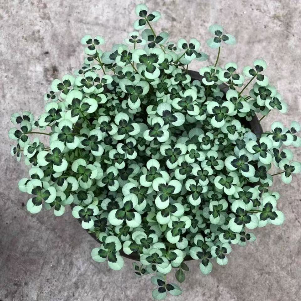 💜 Fialový oxalis / Šťastný ďatelinový kvet | Ľahko pestovateľná izbová aj vonkajšia rastlina