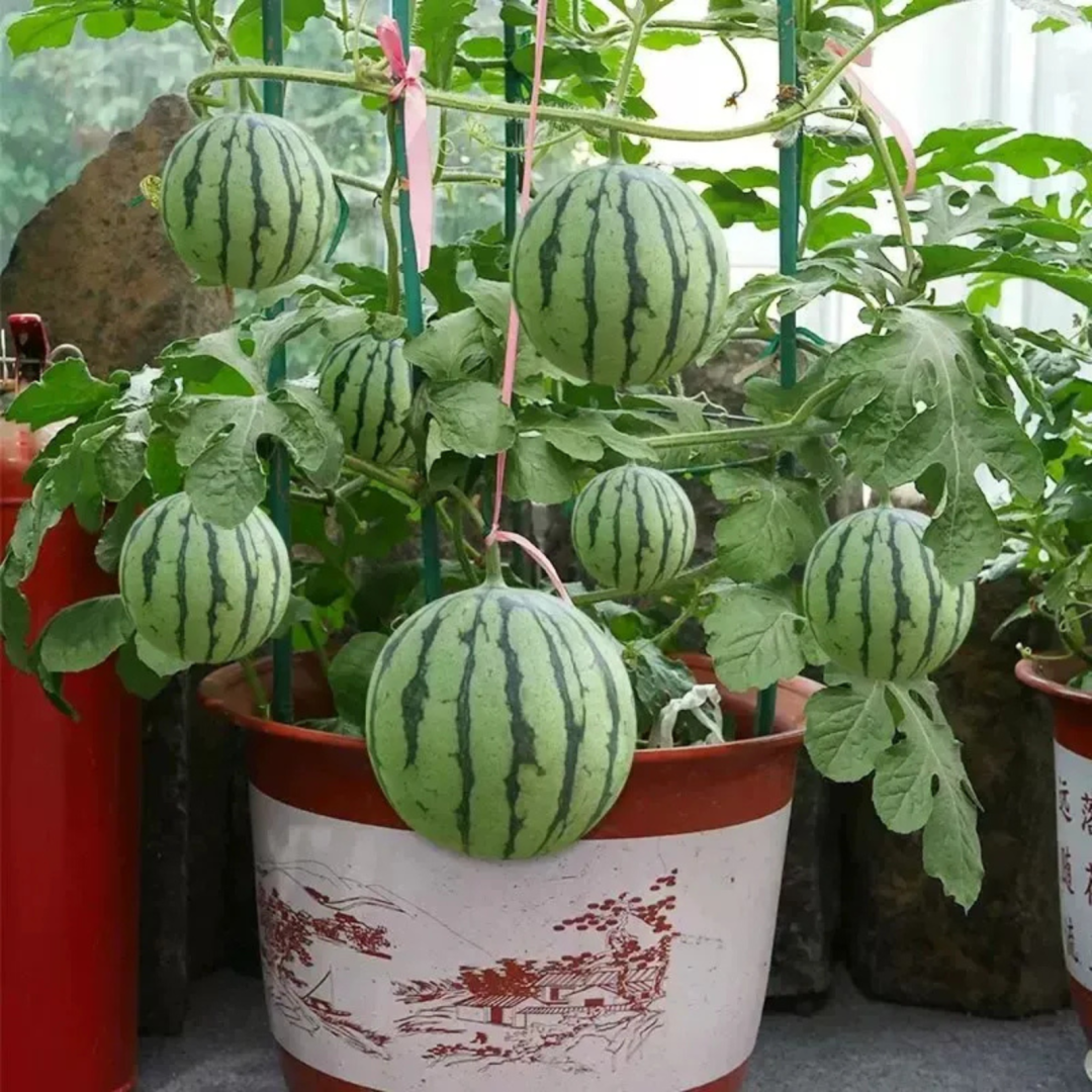 🍉 Семена от червен рубинен пъпеш – Висок добив, тънка кора, сладък и сочен, идеален за отглеждане в саксия
