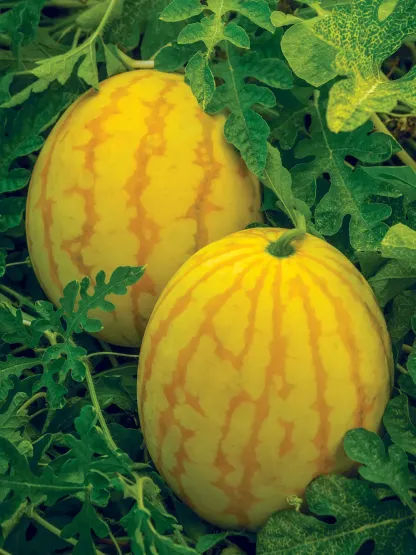 🍉 Семена от червен рубинен пъпеш – Висок добив, тънка кора, сладък и сочен, идеален за отглеждане в саксия