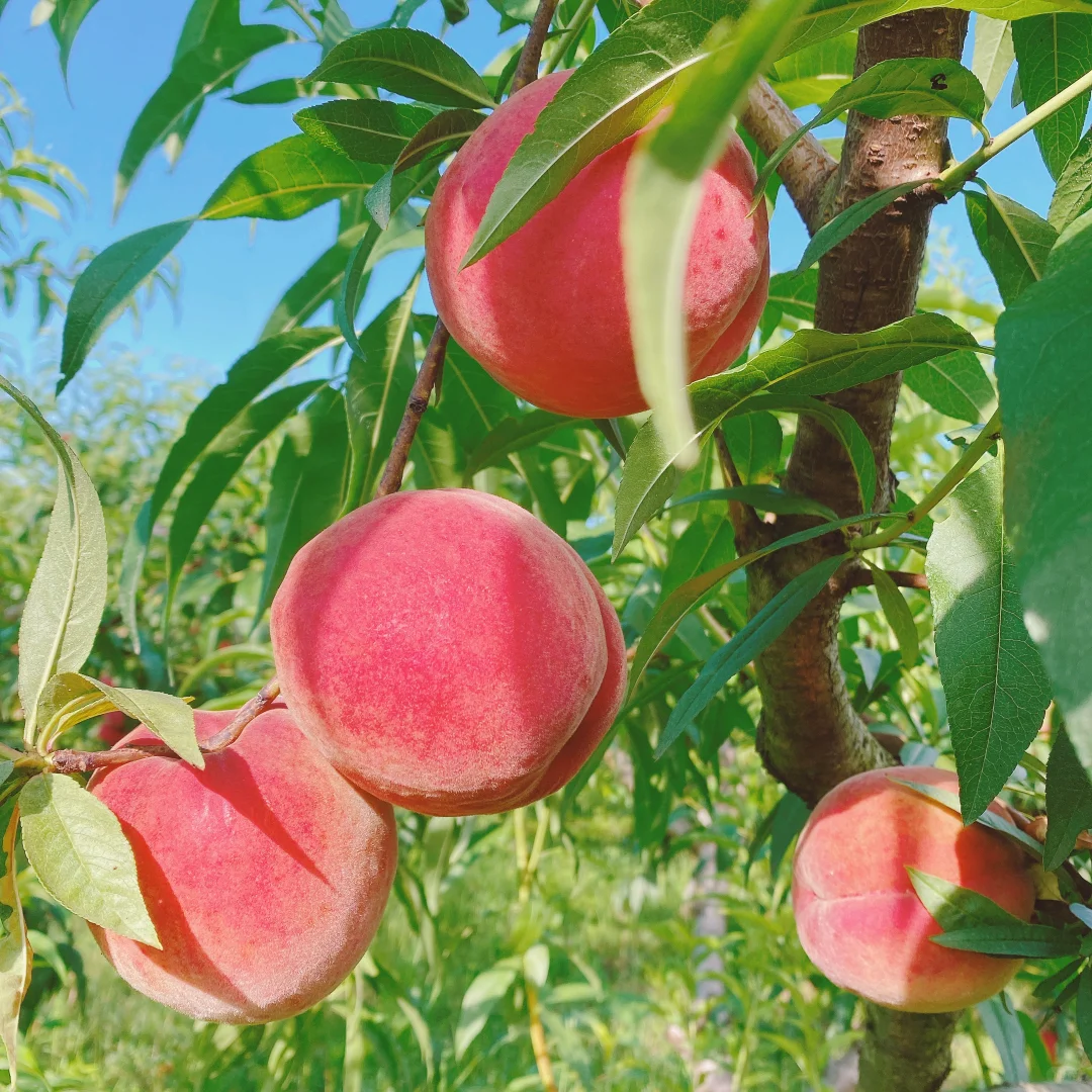 🔥 Над 65K+ ПРОДАДЕНИ! 🍑 Наследствени семена на джудже прасковено дърво "Honey Red"