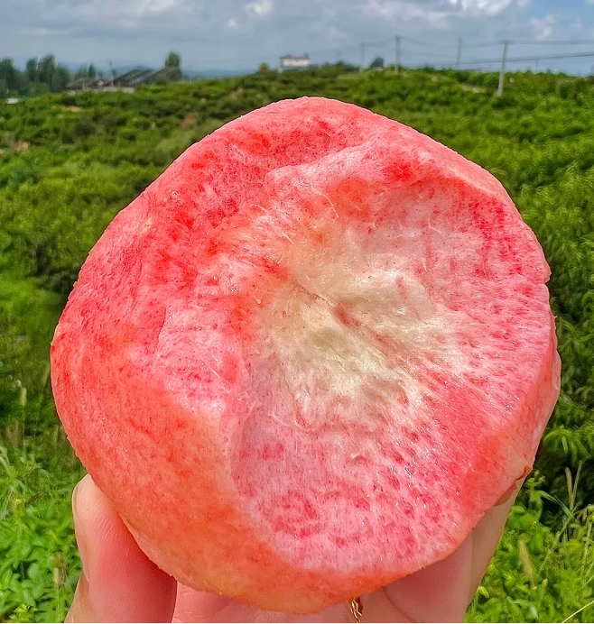 🔥 Над 65K+ ПРОДАДЕНИ! 🍑 Наследствени семена на джудже прасковено дърво "Honey Red"