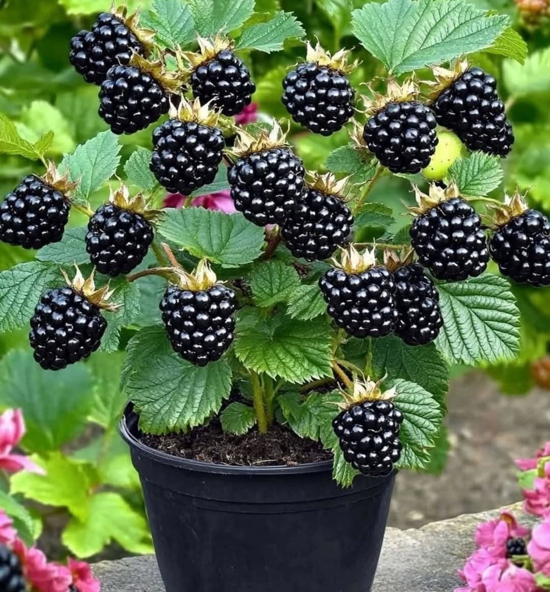 🍓🌱 Cultivez vos propres framboises — fraîches, sucrées et prêtes à être cueillies