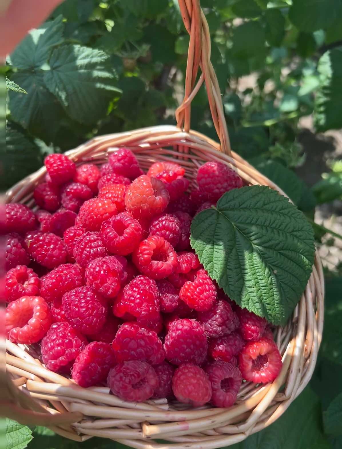 🍓🌱 Cultivez vos propres framboises — fraîches, sucrées et prêtes à être cueillies