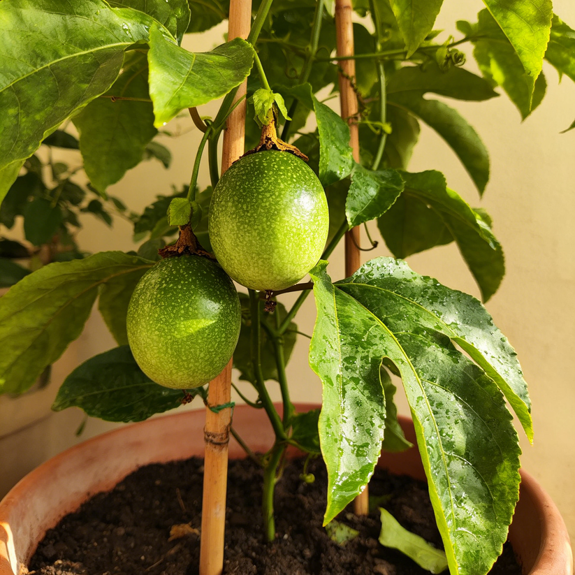 🍊🍊 Fruit de la passion colombien