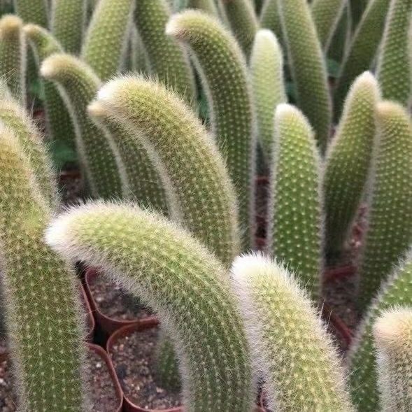 Семена от кактус „Маймунска опашка“🐒🌵