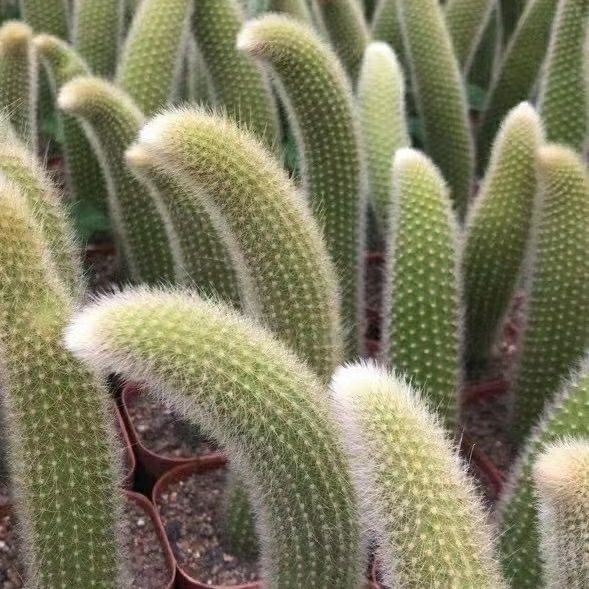 Семена от кактус „Маймунска опашка“🐒🌵