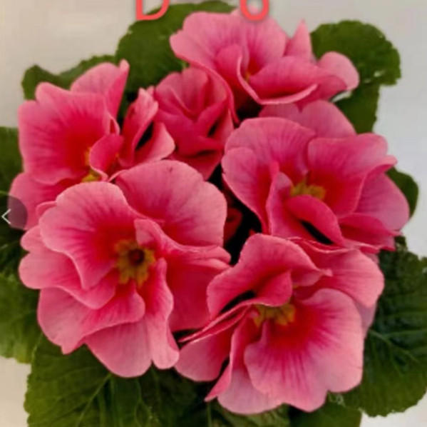 Primrose - Spring's First Bloom