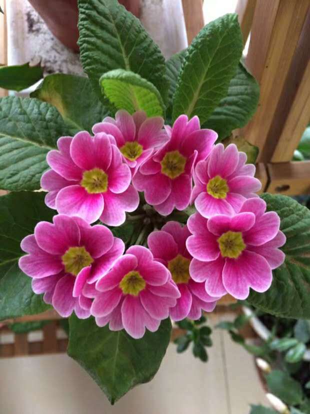 Primrose - Spring's First Bloom