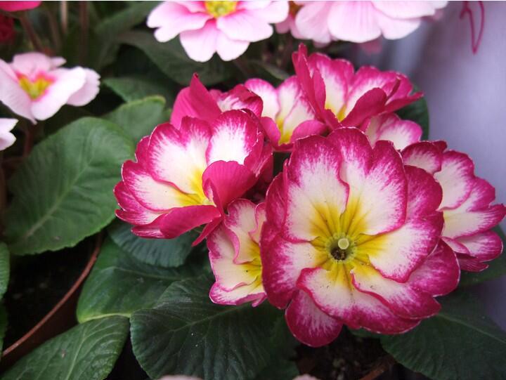 Primrose - Spring's First Bloom