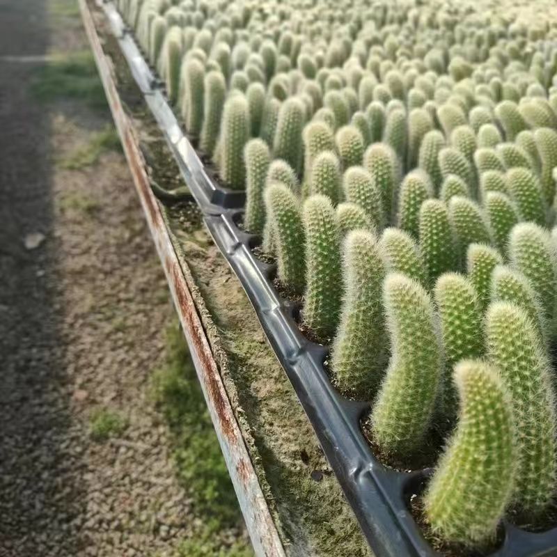 Семена от кактус „Маймунска опашка“🐒🌵