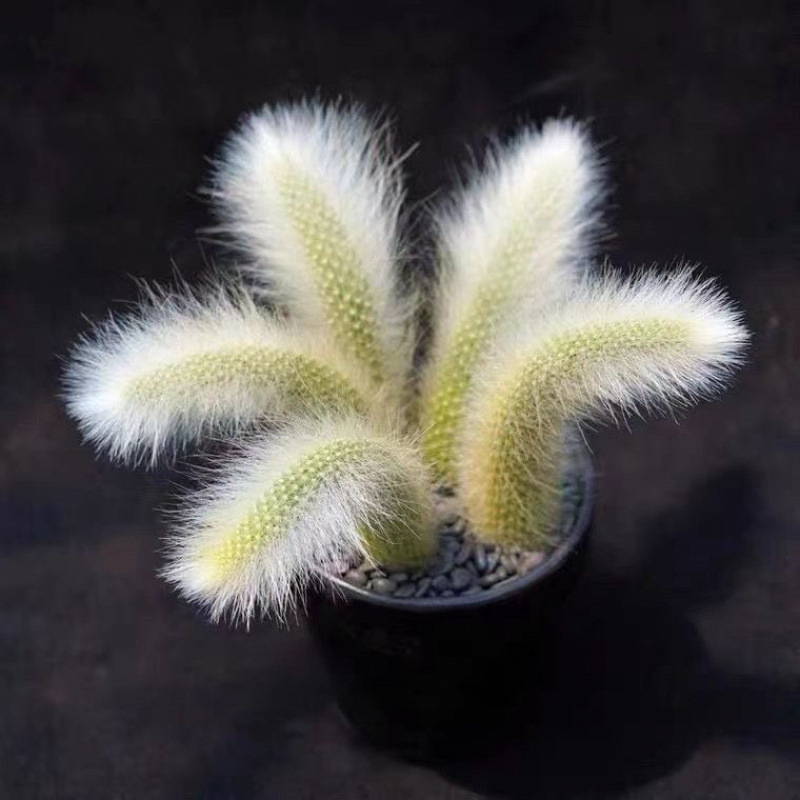 Семена от кактус „Маймунска опашка“🐒🌵