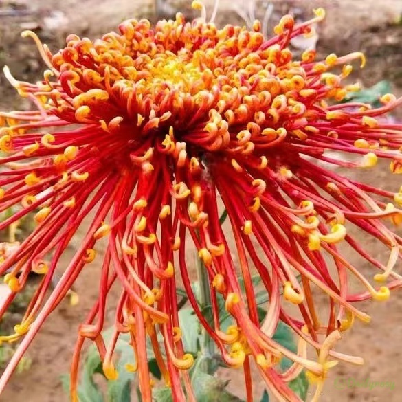 Beautiful Rare Spider Chrysanthemum 🌻 Very Easy