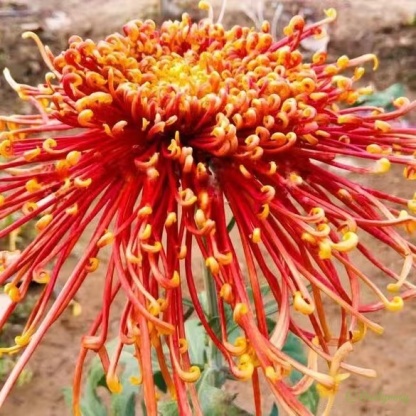 Beautiful Rare Spider Chrysanthemum 🌻 Very Easy