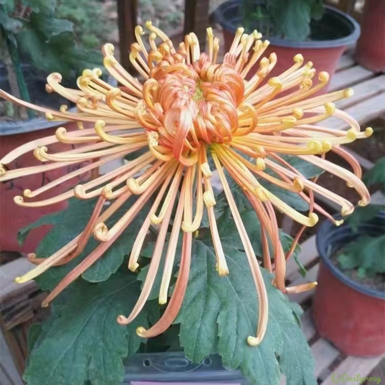 Beautiful Rare Spider Chrysanthemum 🌻 Very Easy