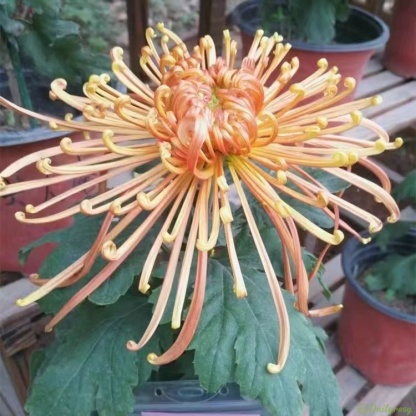 Beautiful Rare Spider Chrysanthemum 🌻 Very Easy