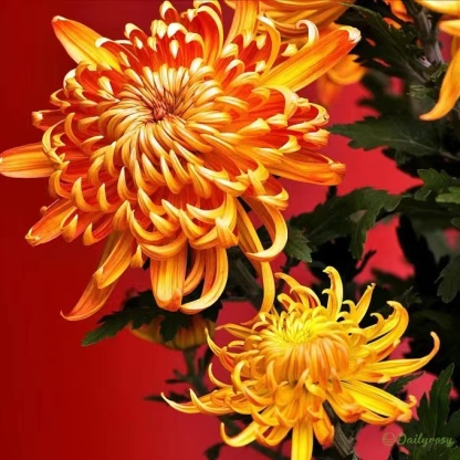 Beautiful Rare Spider Chrysanthemum 🌻 Very Easy