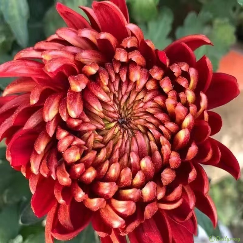 Beautiful Rare Spider Chrysanthemum 🌻 Very Easy