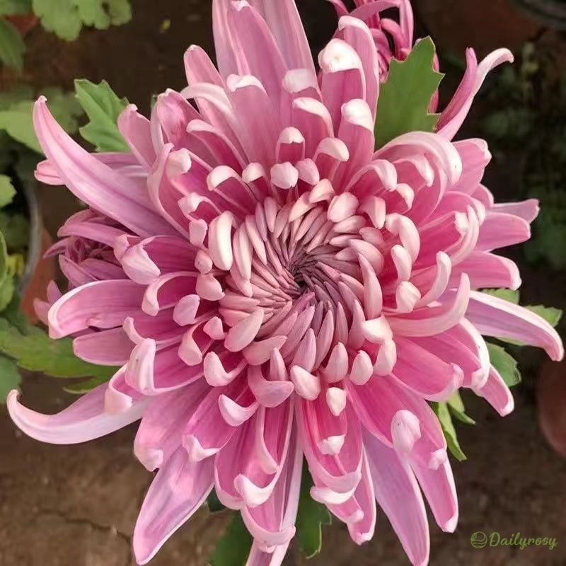 Beautiful Rare Spider Chrysanthemum 🌻 Very Easy