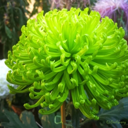 Beautiful Rare Spider Chrysanthemum 🌻 Very Easy
