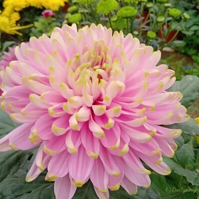Beautiful Rare Spider Chrysanthemum 🌻 Very Easy