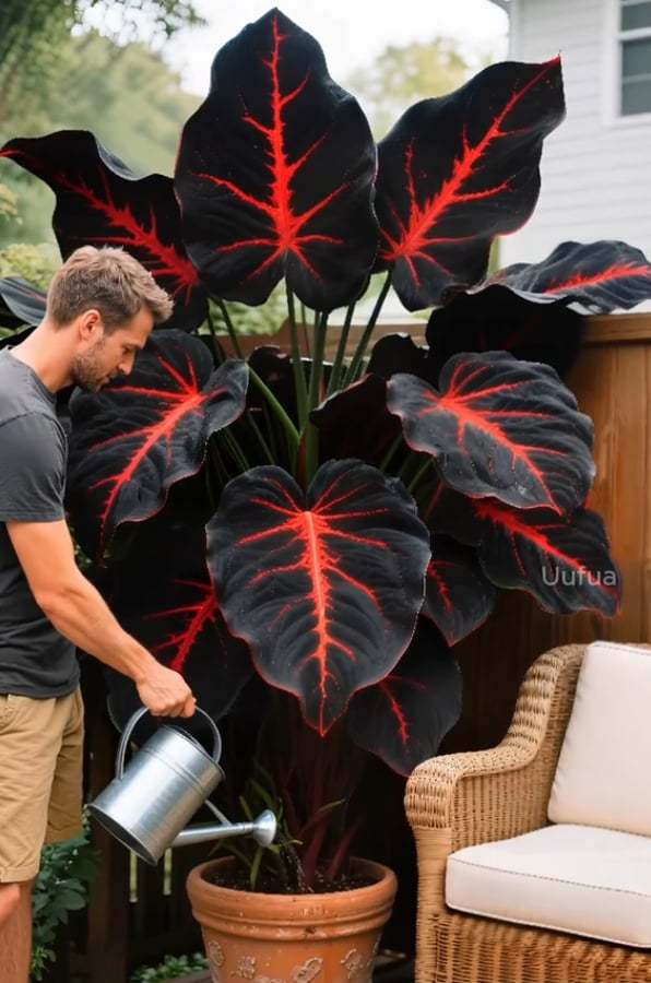 🌟Hosta/Coleus Seeds