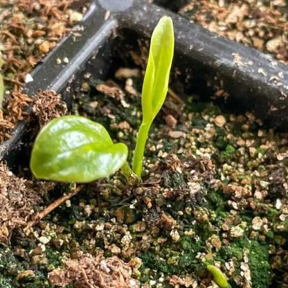 🌟Hosta/Coleus Seeds