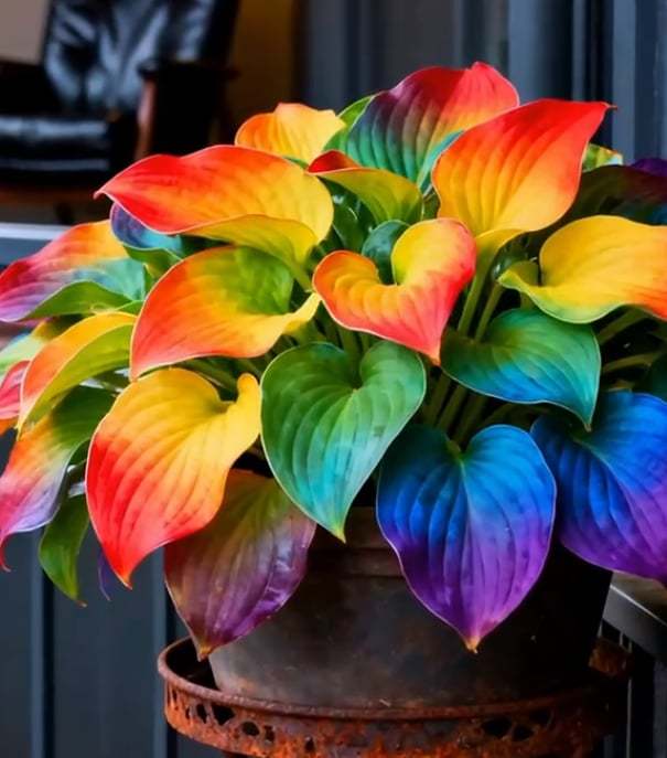 🌟Hosta/Coleus Seeds