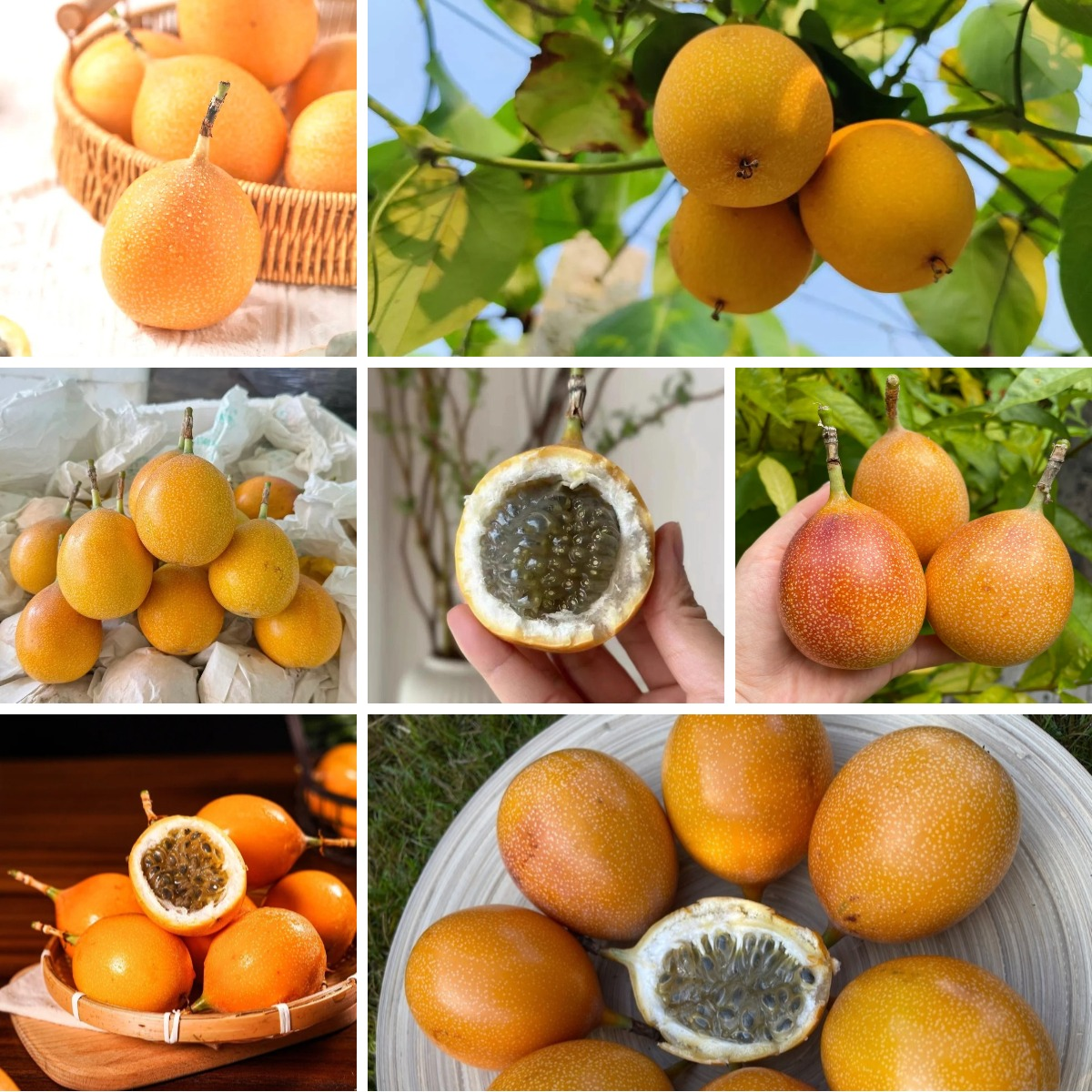 🍊🍊 Fruit de la passion colombien