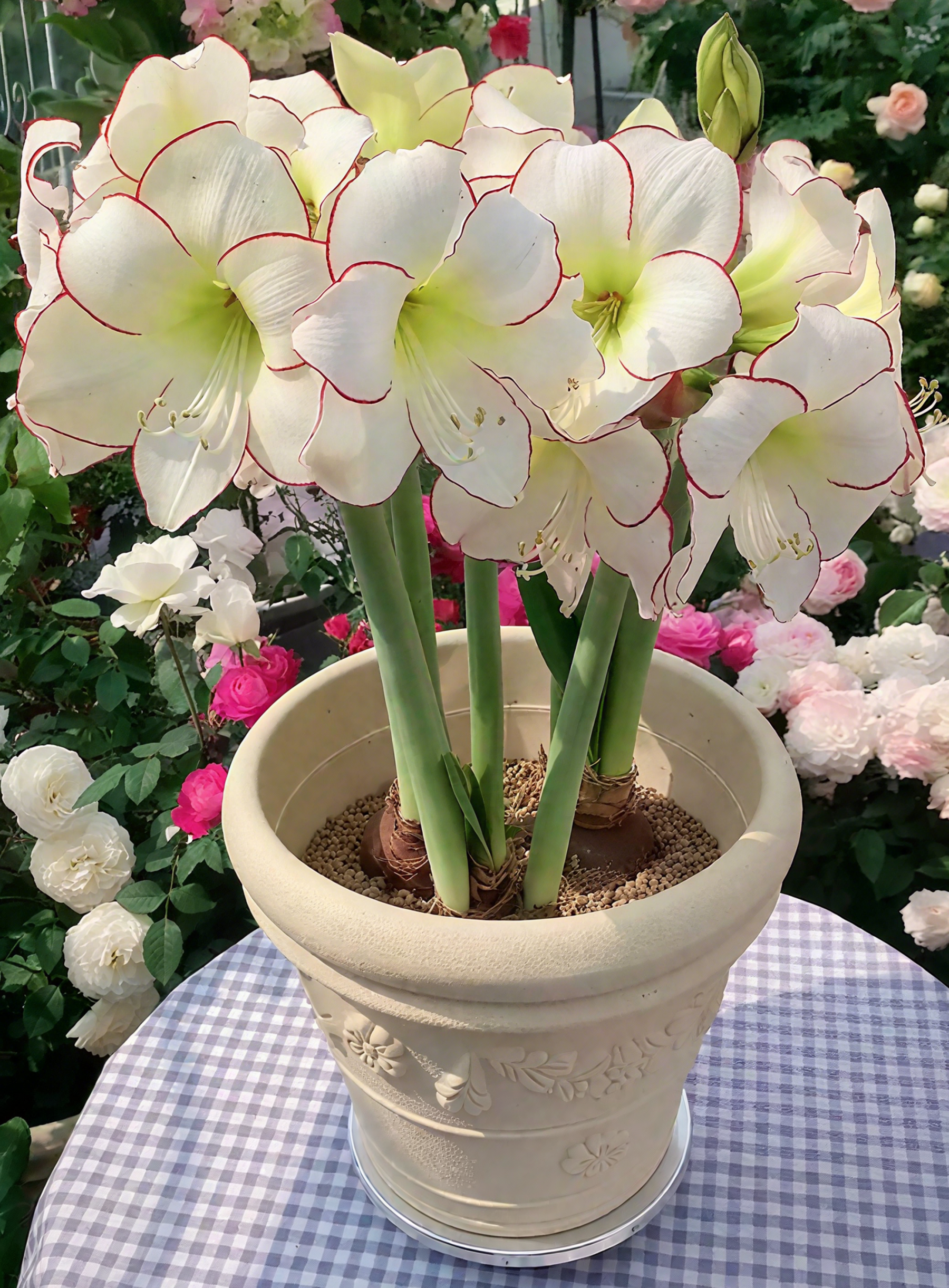 🌺Луковици на парфюмен амарилис с двойни венчелистчета