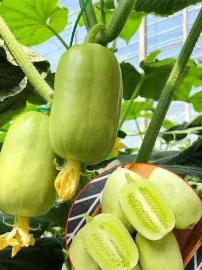 🌟 Семена от краставица Jade Lady🥒 Освежаващи, хрупкави и нежни🍃 първият избор за вкусотия!