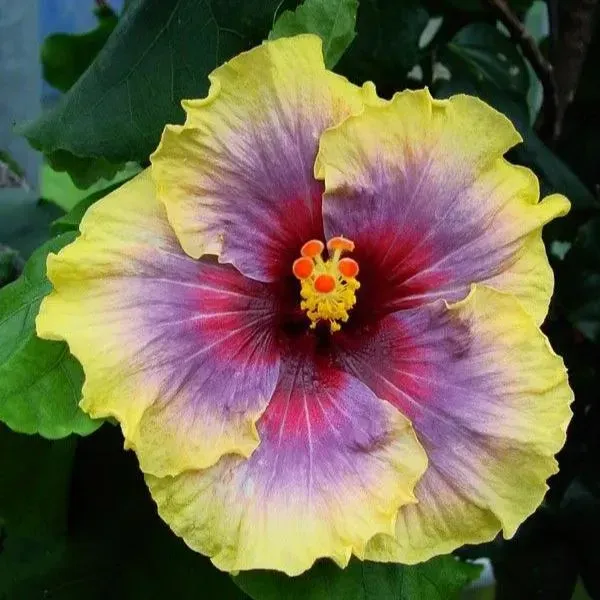 🌸Giant Hibiscus Seeds - Give your garden a new lease of life