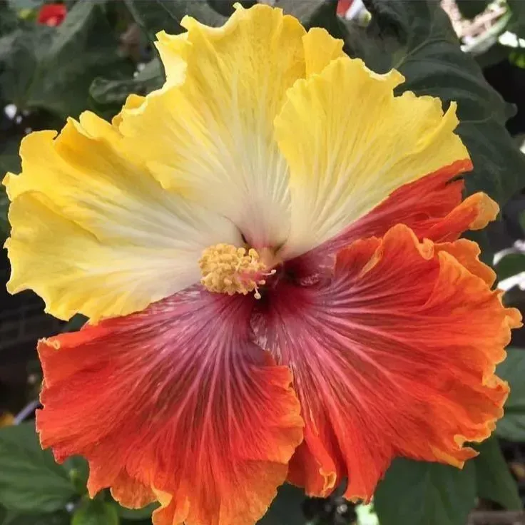 🌸Giant Hibiscus Seeds - Give your garden a new lease of life