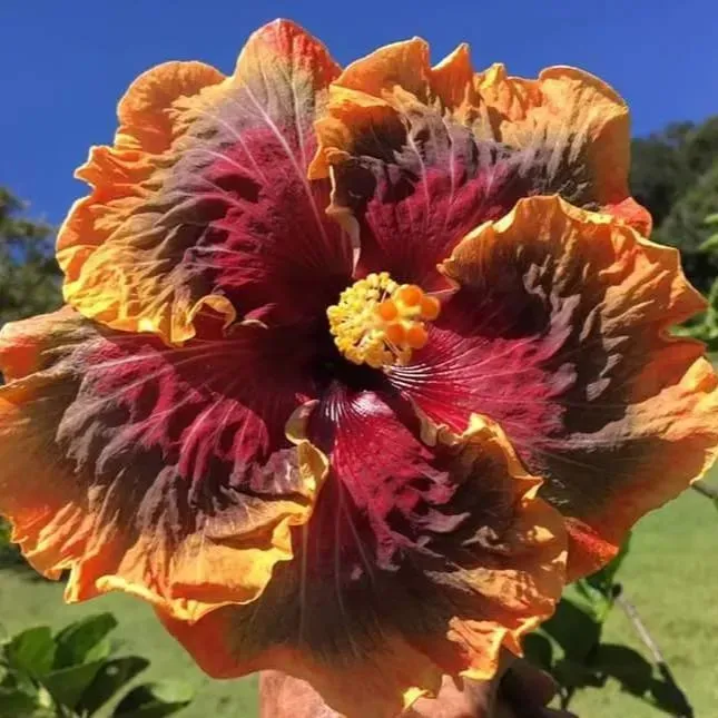🌸Giant Hibiscus Seeds - Give your garden a new lease of life