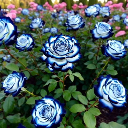 Редки Семена На Синя Лунна Роза 🌌Добавете Малко Уникален Цвят Към Дома Си🌈🌹