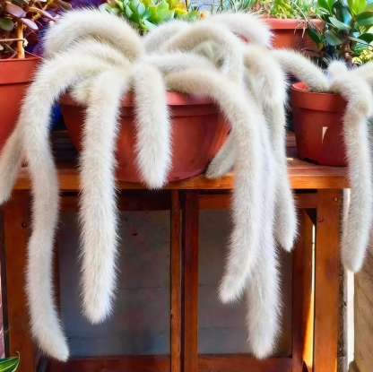 Семена от кактус „Маймунска опашка“🐒🌵