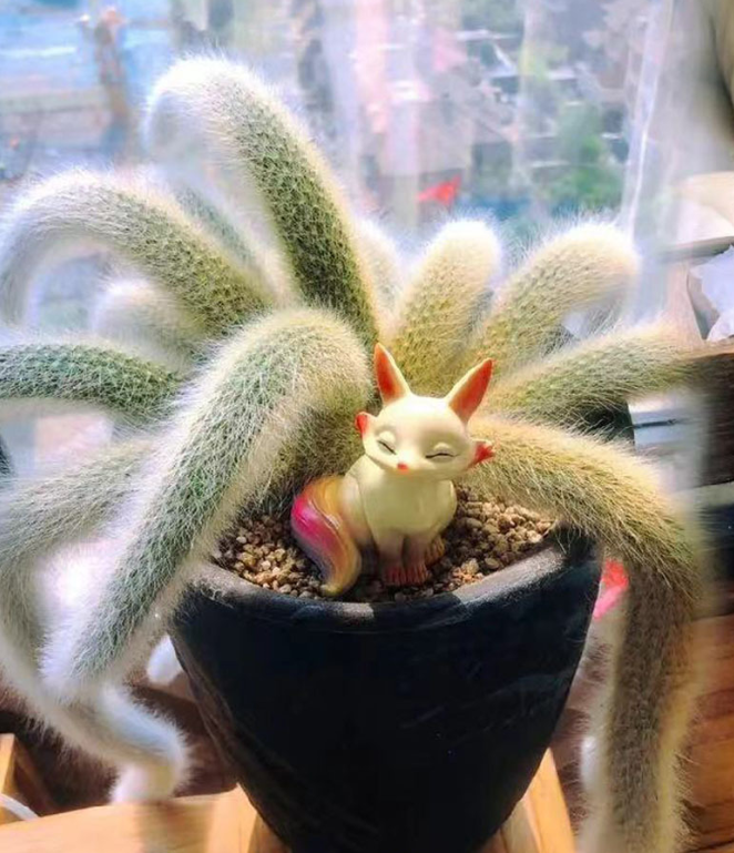 Семена от кактус „Маймунска опашка“🐒🌵