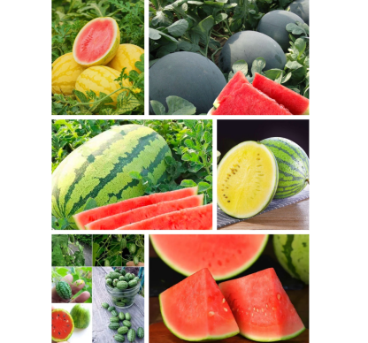 🍉 Семена от червен рубинен пъпеш – Висок добив, тънка кора, сладък и сочен, идеален за отглеждане в саксия