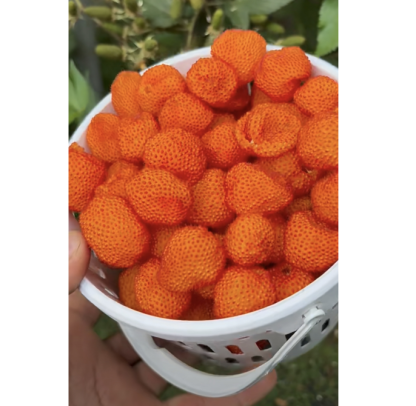 🍓🌱 Cultivez vos propres framboises — fraîches, sucrées et prêtes à être cueillies