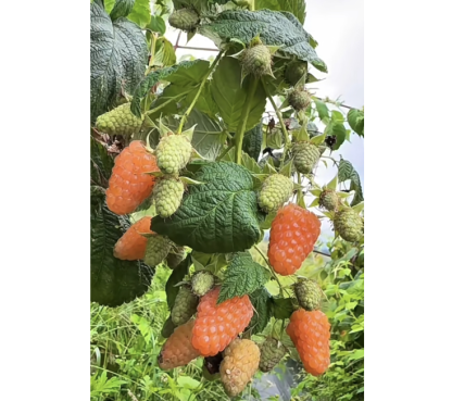 🍓🌱 Cultivez vos propres framboises — fraîches, sucrées et prêtes à être cueillies